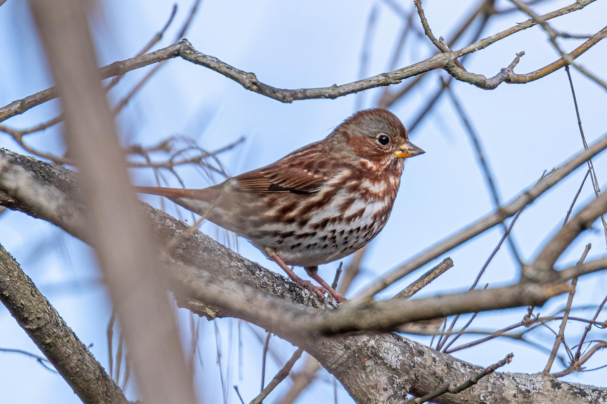 Fox Sparrow (Red) - ML286106171