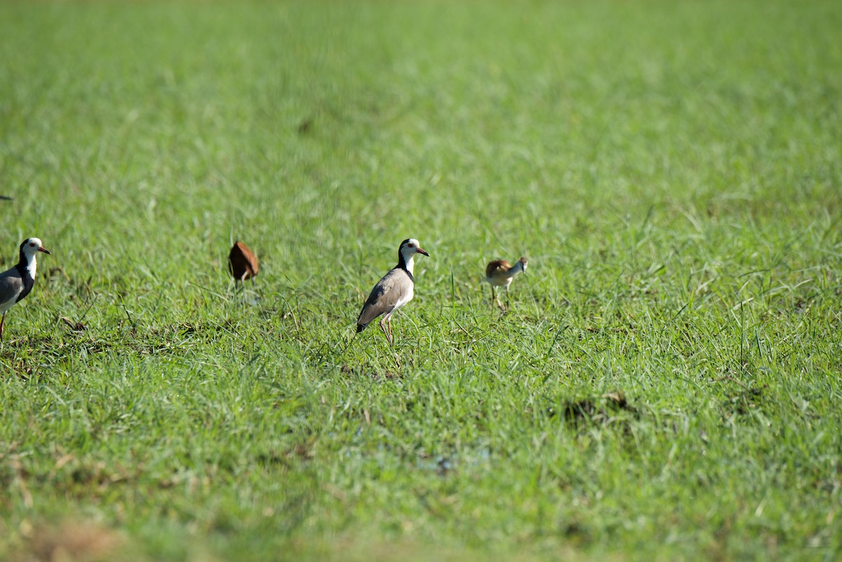 Long-toed Lapwing - Marilyn Henry