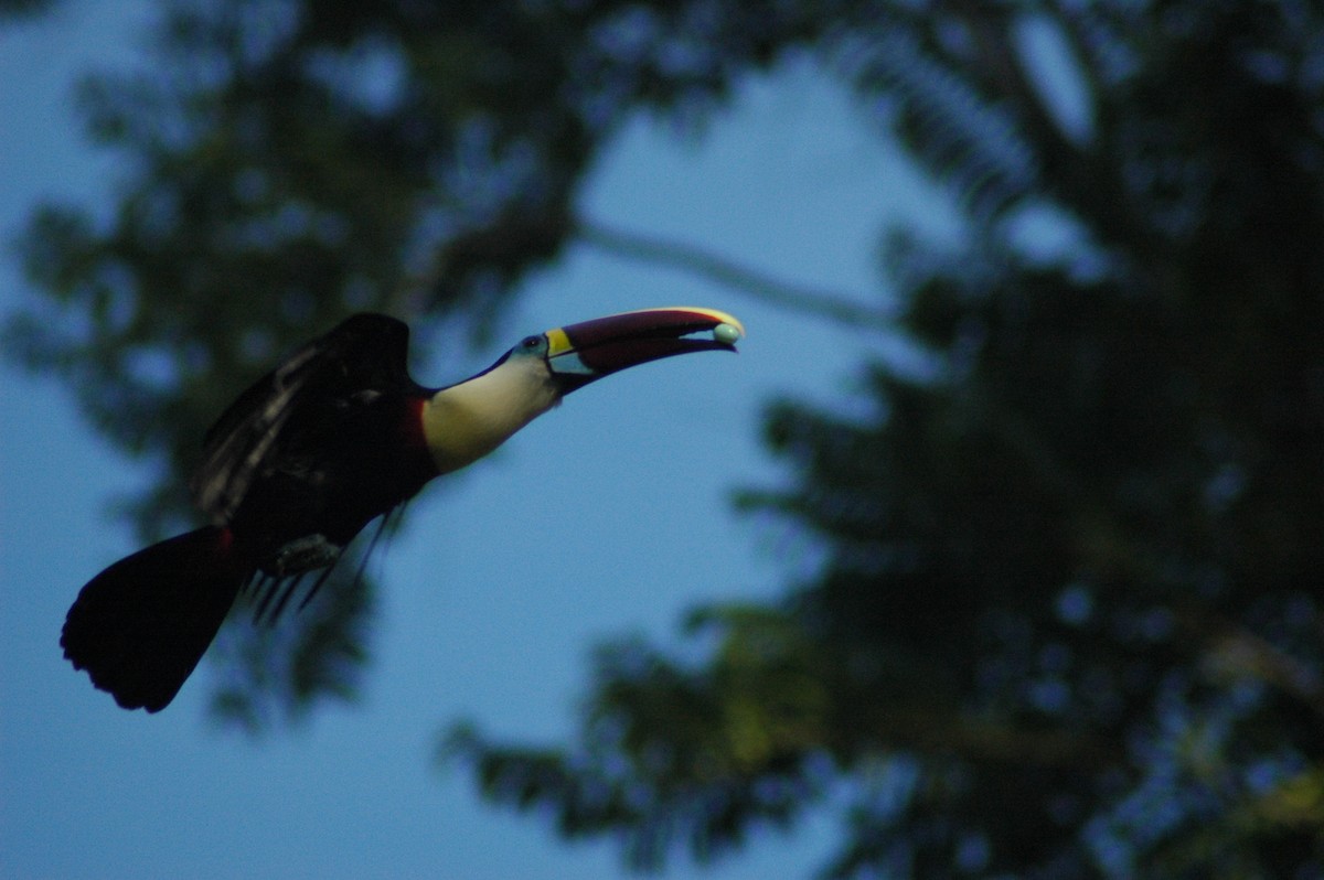 White-throated Toucan - John Anderson
