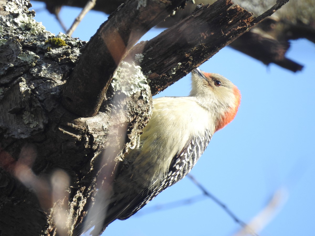 Red-bellied Woodpecker - ML286114101