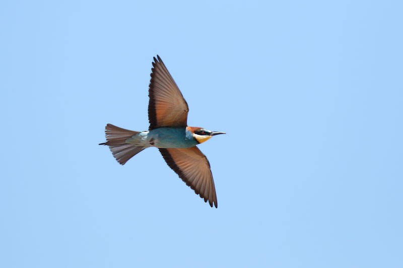 European Bee-eater - Tom Tams