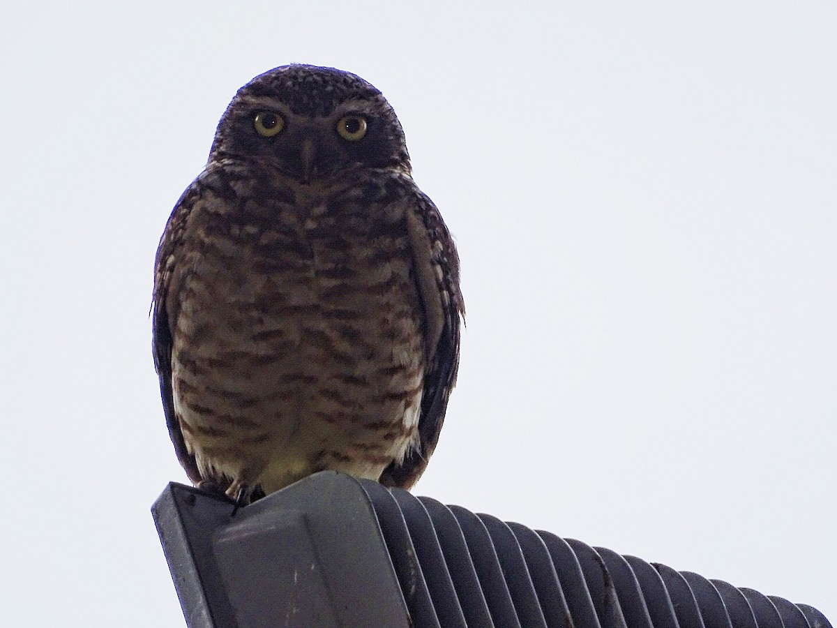 Burrowing Owl - ML286116841