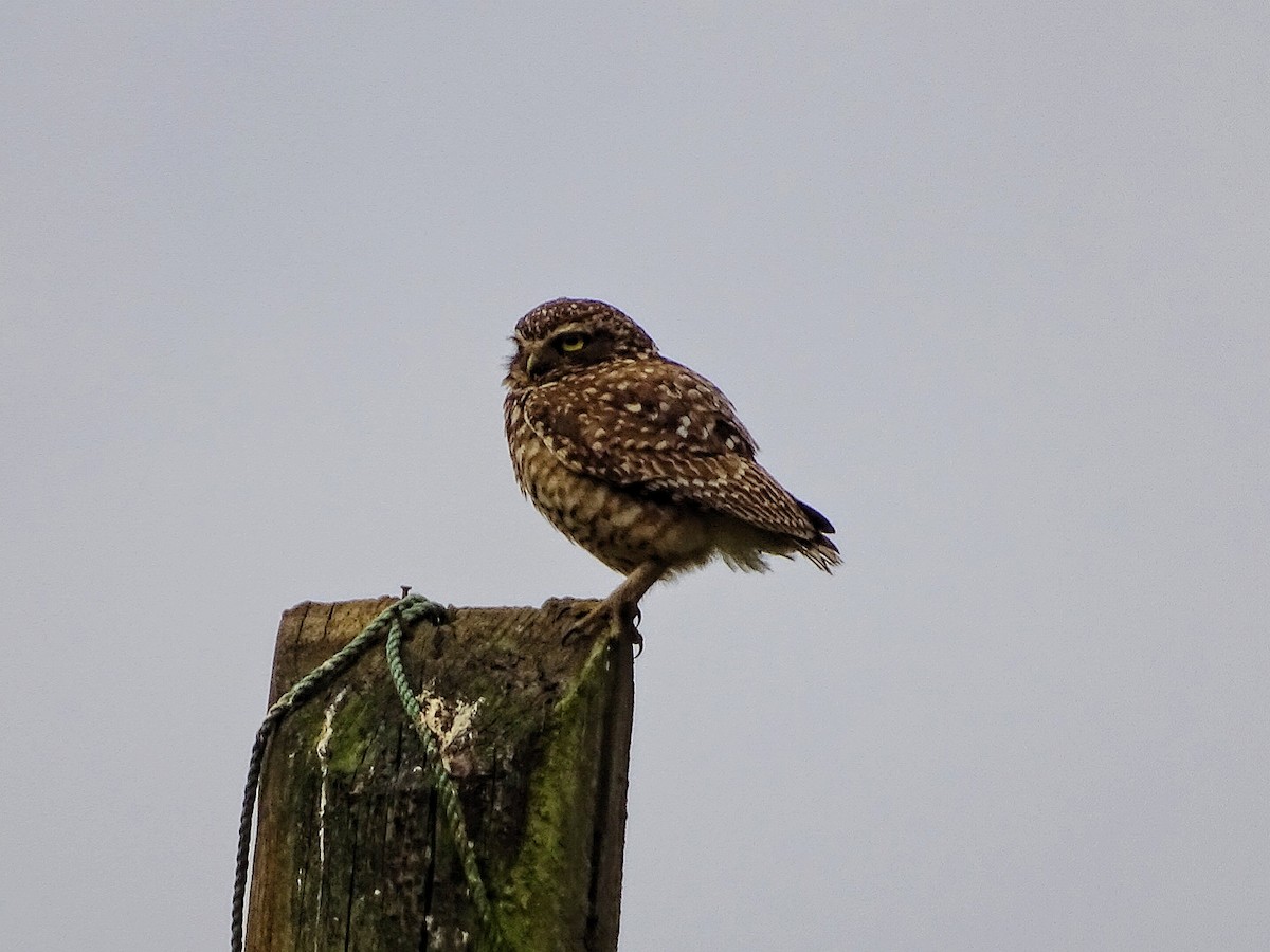 Burrowing Owl - ML286116851