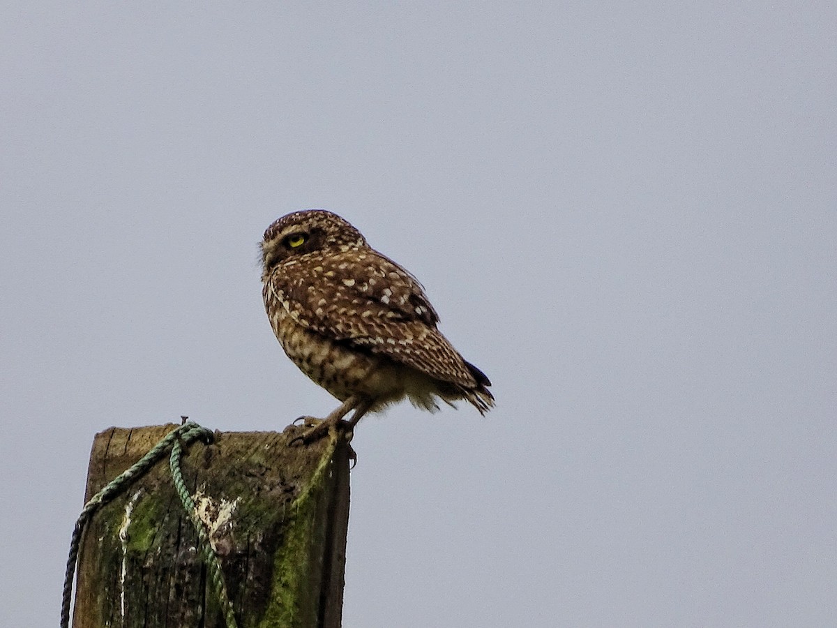 Burrowing Owl - ML286116941