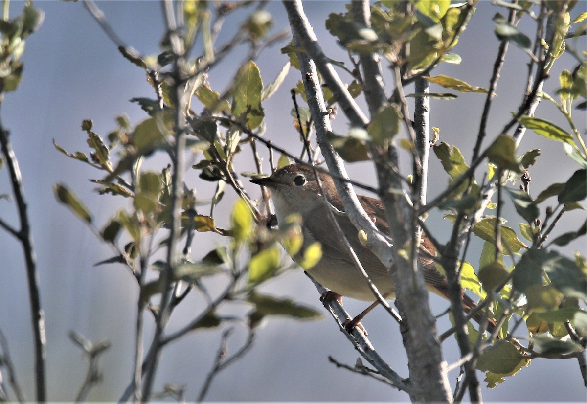 Common Nightingale - ML286117031