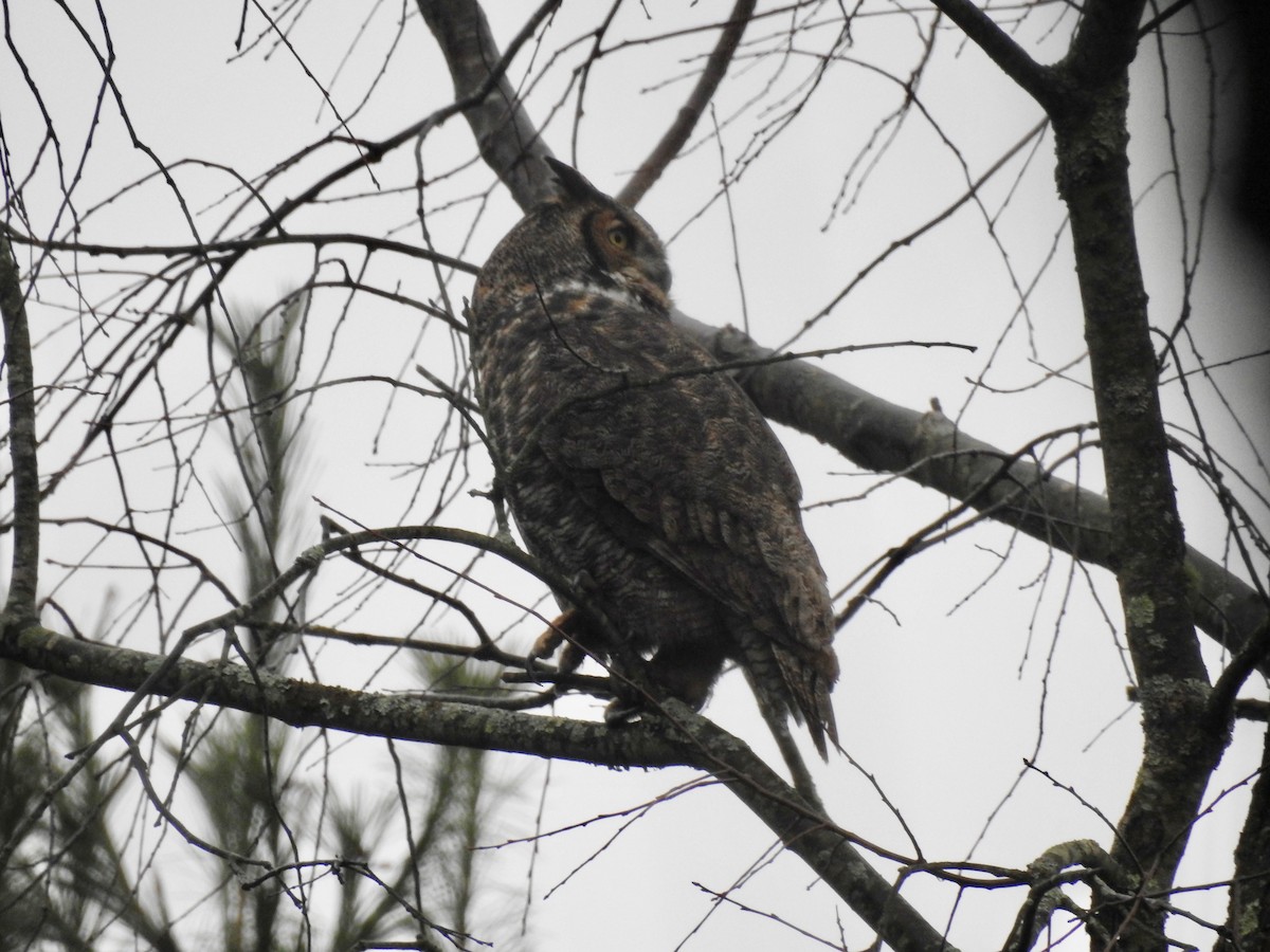 Great Horned Owl - ML286117121