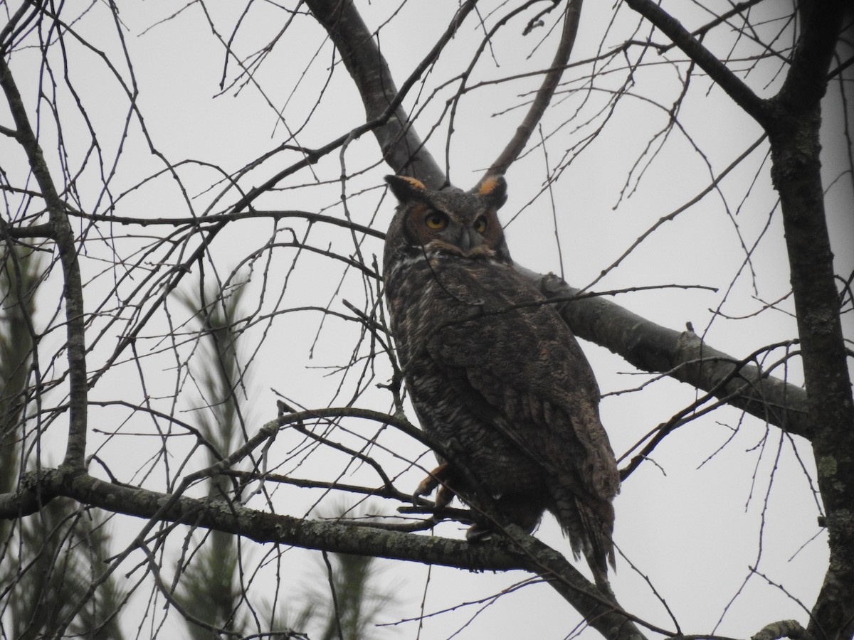 Great Horned Owl - ML286117171