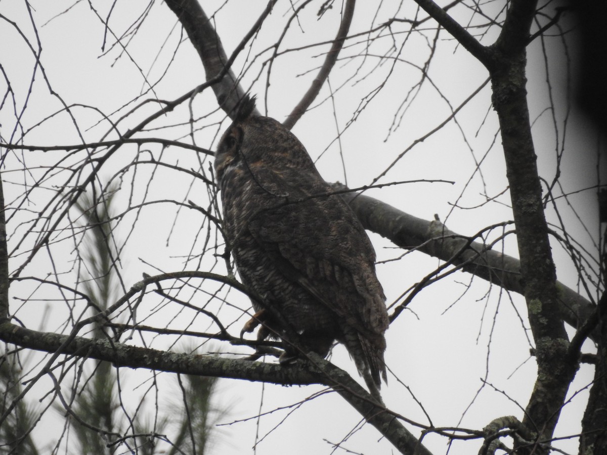 Great Horned Owl - ML286117221