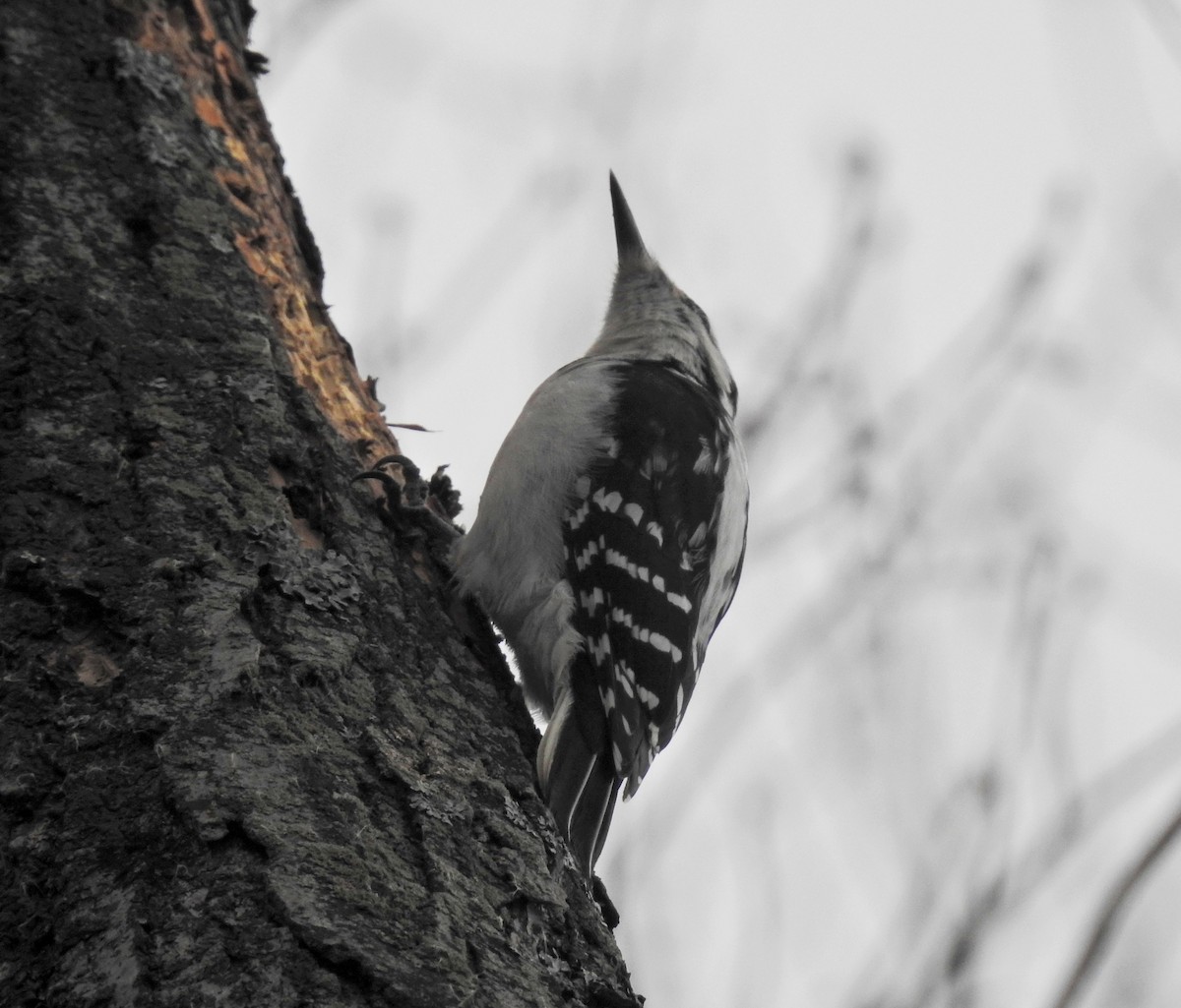 Hairy Woodpecker - Lydia Curtis