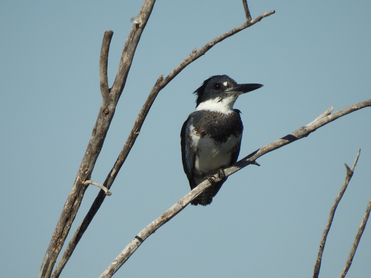 Belted Kingfisher - ML286121291