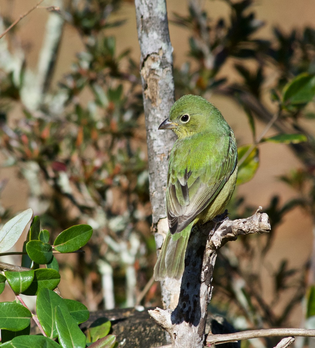 Painted Bunting - ML286121391