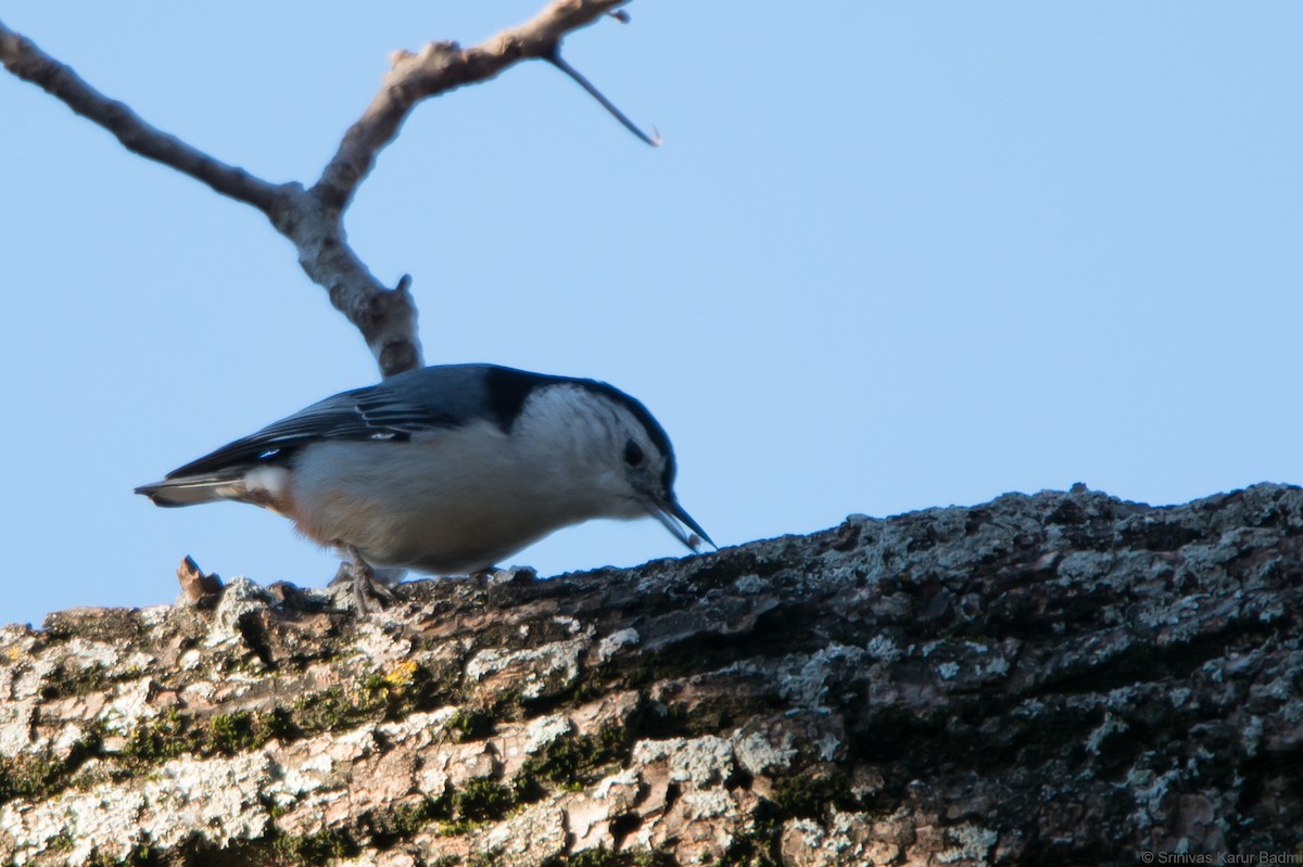 White-breasted Nuthatch - ML286124681