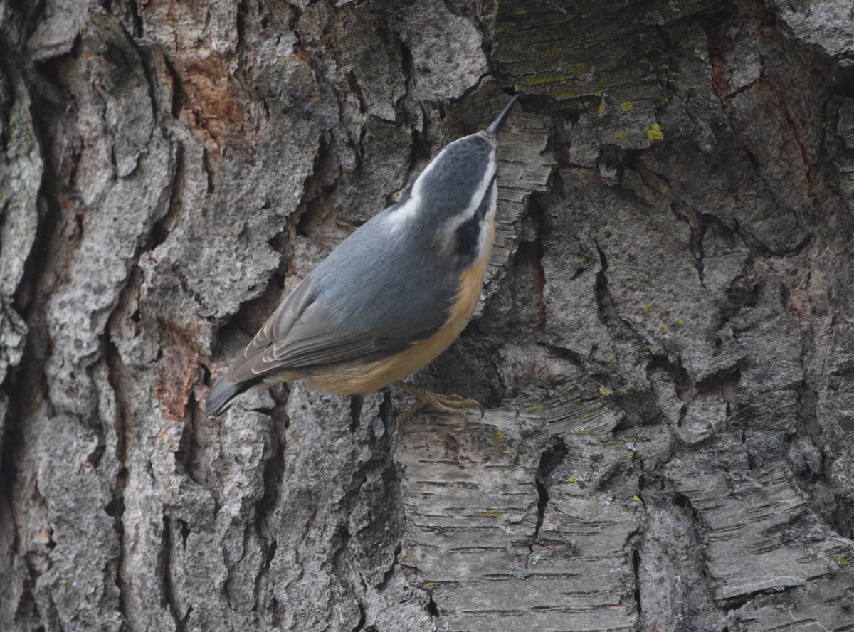Red-breasted Nuthatch - ML286128251