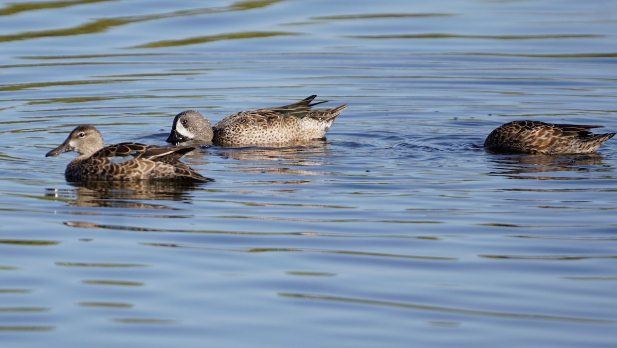 Blue-winged Teal - ML286131161