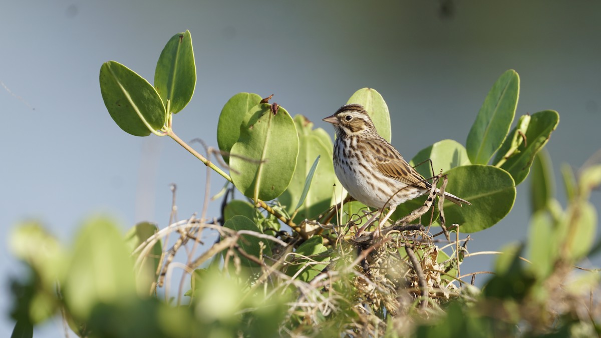 Savannah Sparrow - ML286132431
