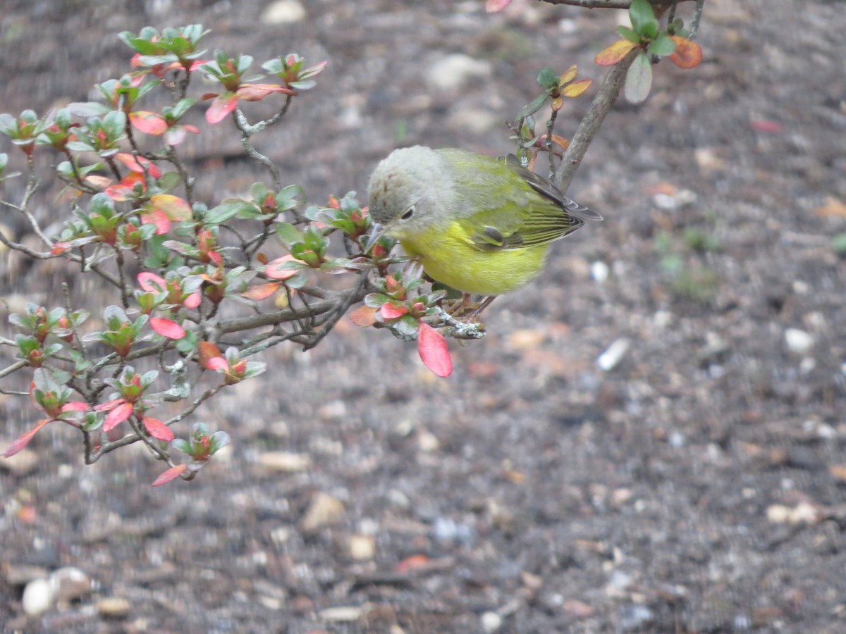 eBird Checklist 7 Dec 2020 23 Eisenhower Dr, East Quogue USNY (40.