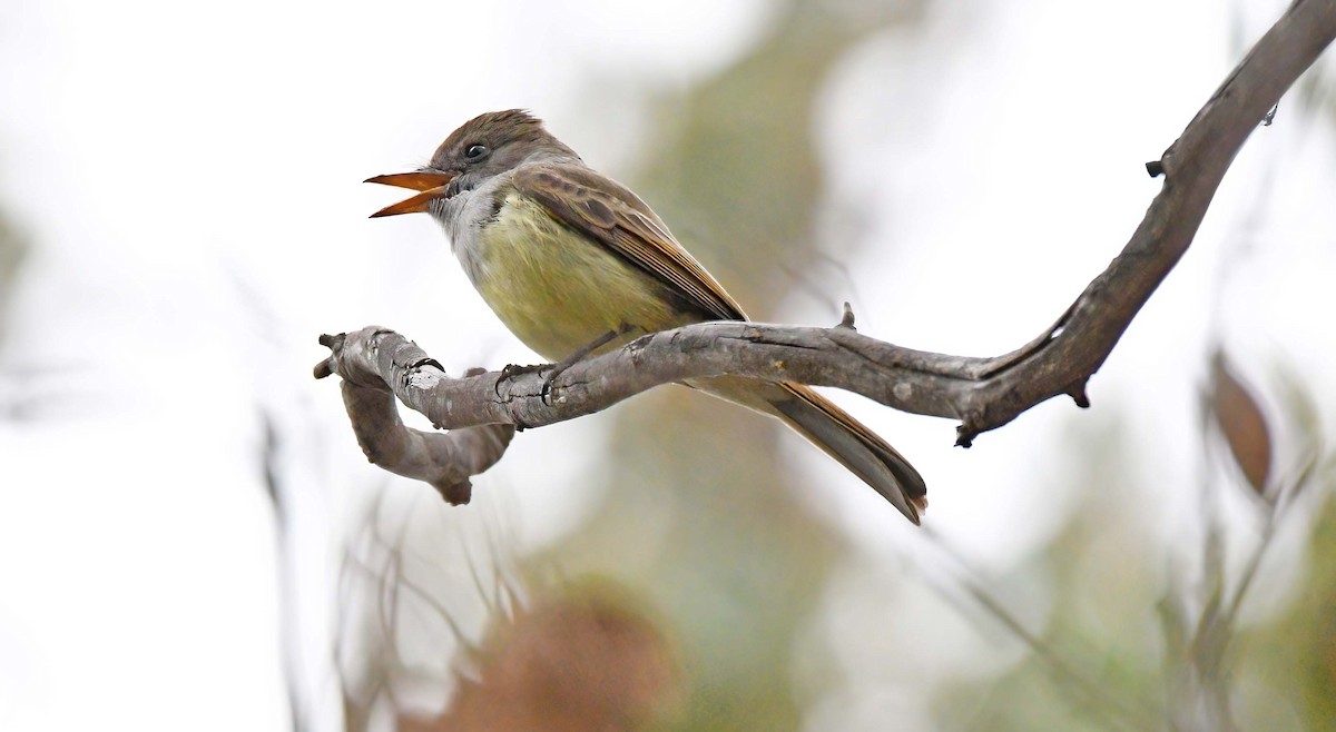 Dusky-capped Flycatcher Rodney Gast