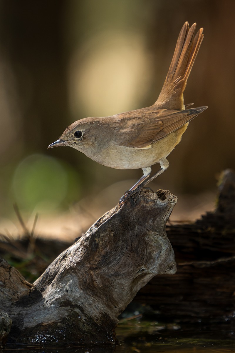Common Nightingale - HECTOR PASTOR