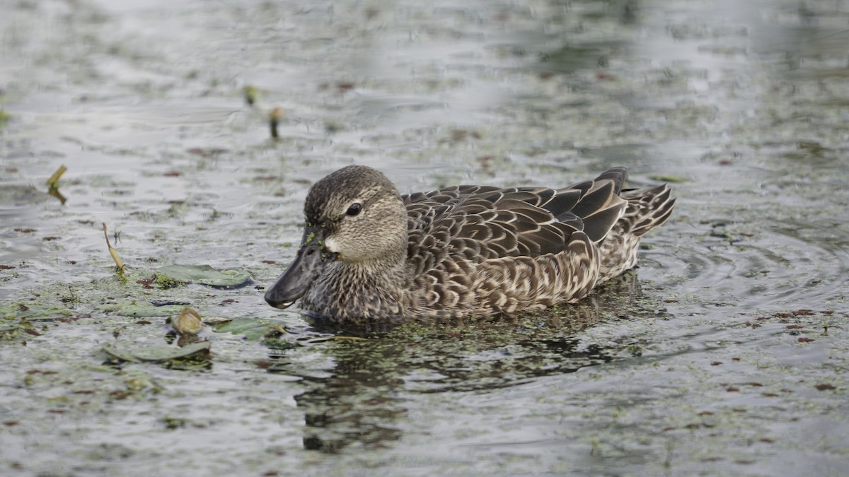 Blue-winged Teal - ML286143921