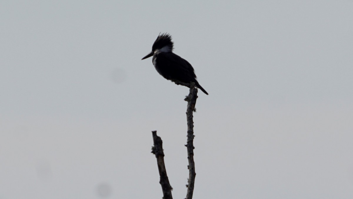 Belted Kingfisher - ML286146531
