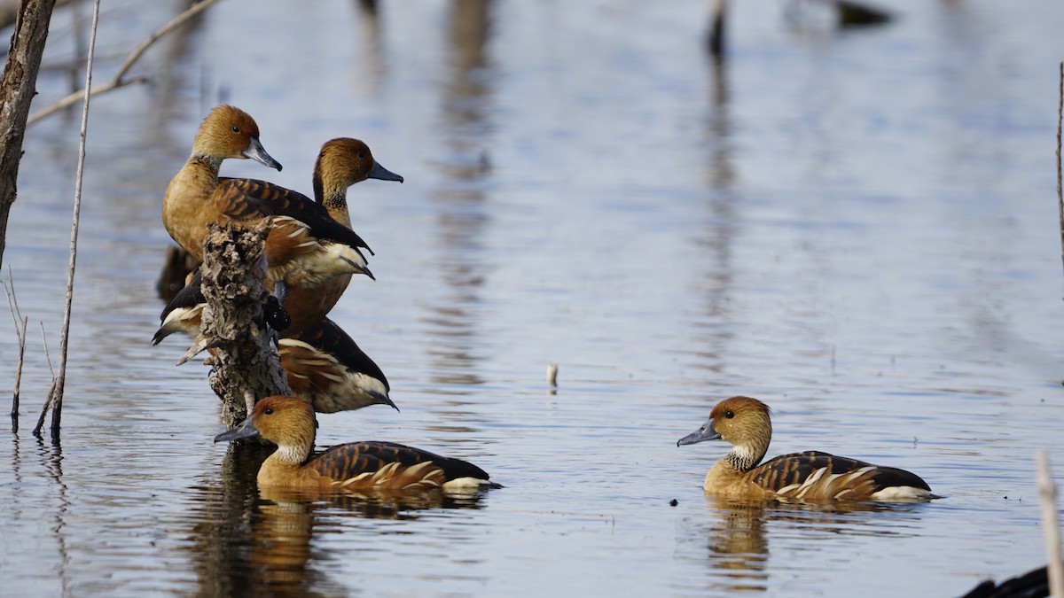 Fulvous Whistling-Duck - ML286148541