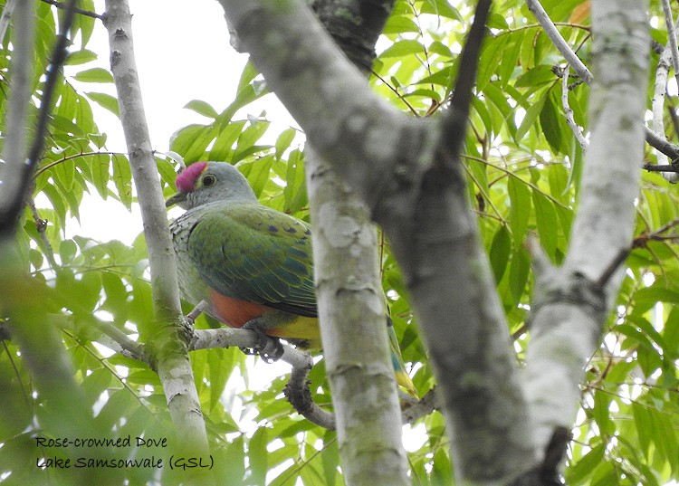 Rose-crowned Fruit-Dove - ML286153601