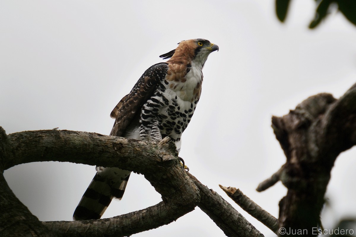 Ornate Hawk-Eagle - Juan Escudero
