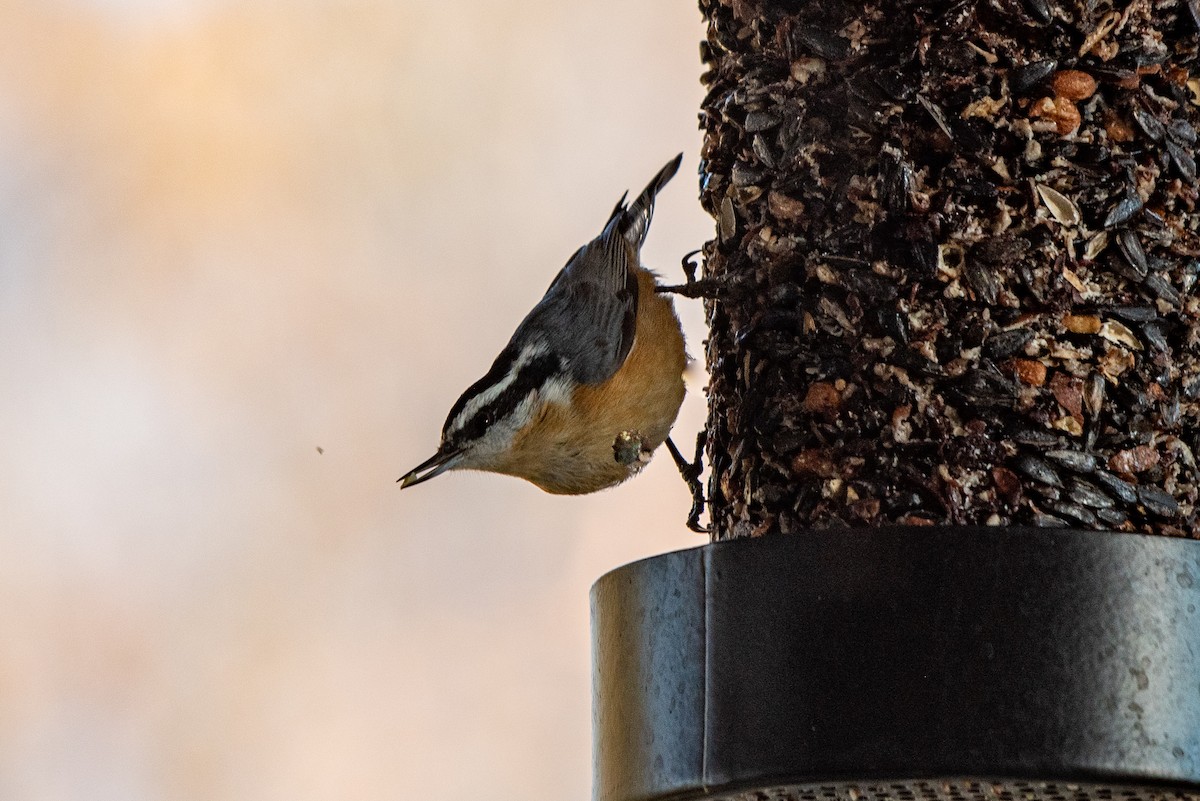 Red-breasted Nuthatch - ML286157521