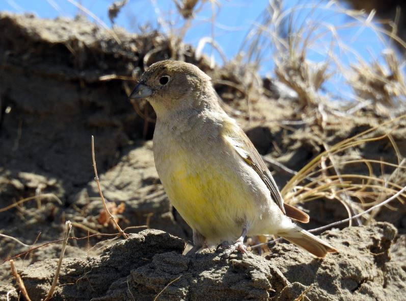 Patagonian Yellow-Finch - ML286159301