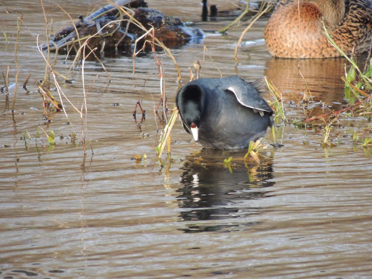 American Coot (Red-shielded) - ML286159371