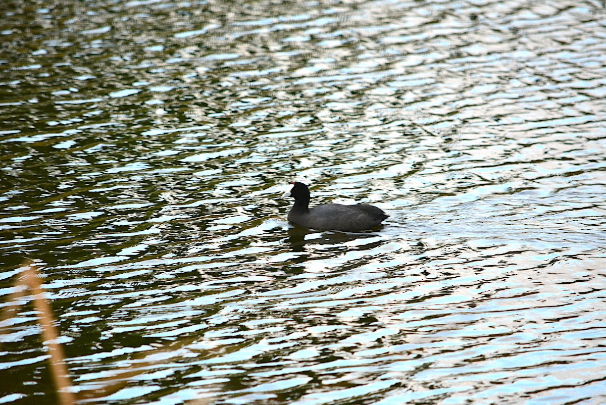 Red-knobbed Coot - ML286159491