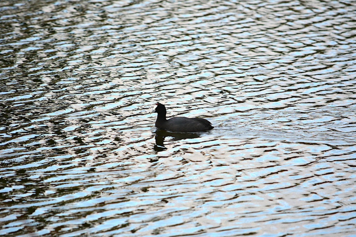 Red-knobbed Coot - ML286160191
