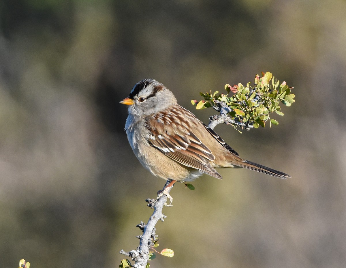 White-crowned Sparrow - ML286160331