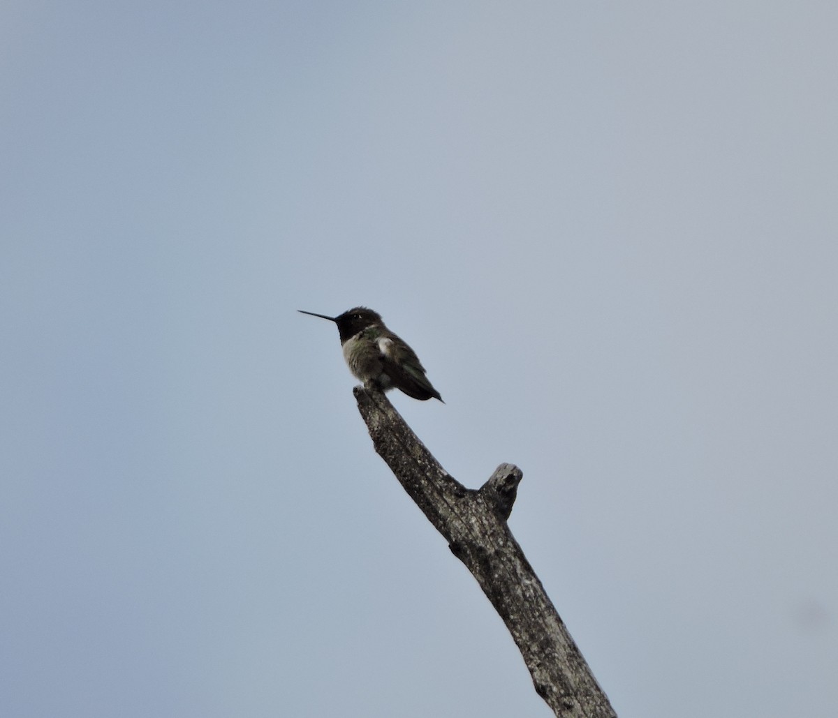 Black-chinned Hummingbird - ML28616081