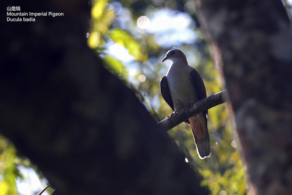 Mountain Imperial-Pigeon - ML286162541