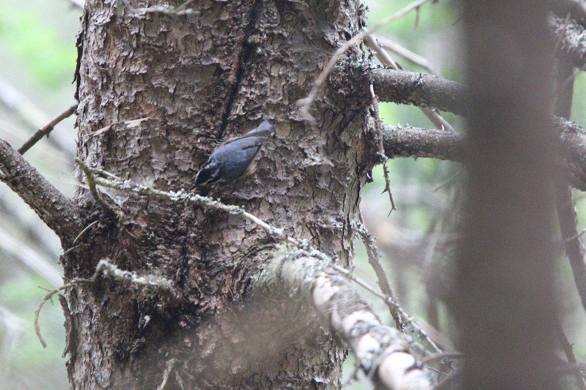Red-breasted Nuthatch - ML286170091