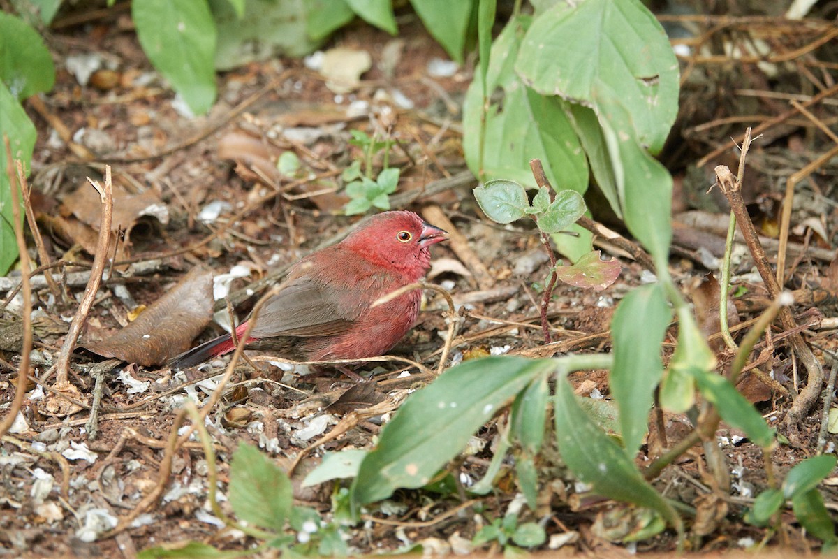Red-billed Firefinch - Molly A. Hirst 🐑