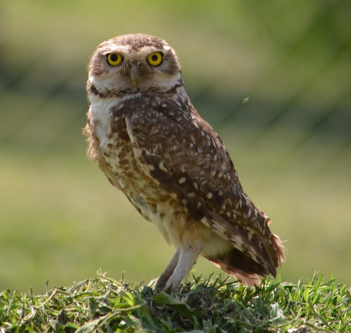 Burrowing Owl - ML286177751