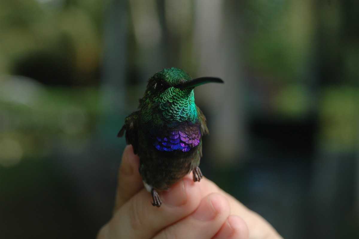 Violet-chested Hummingbird - ML286177811