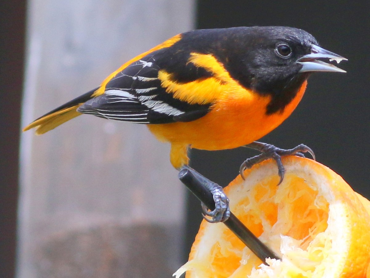 Baltimore Oriole - Mike Wanger