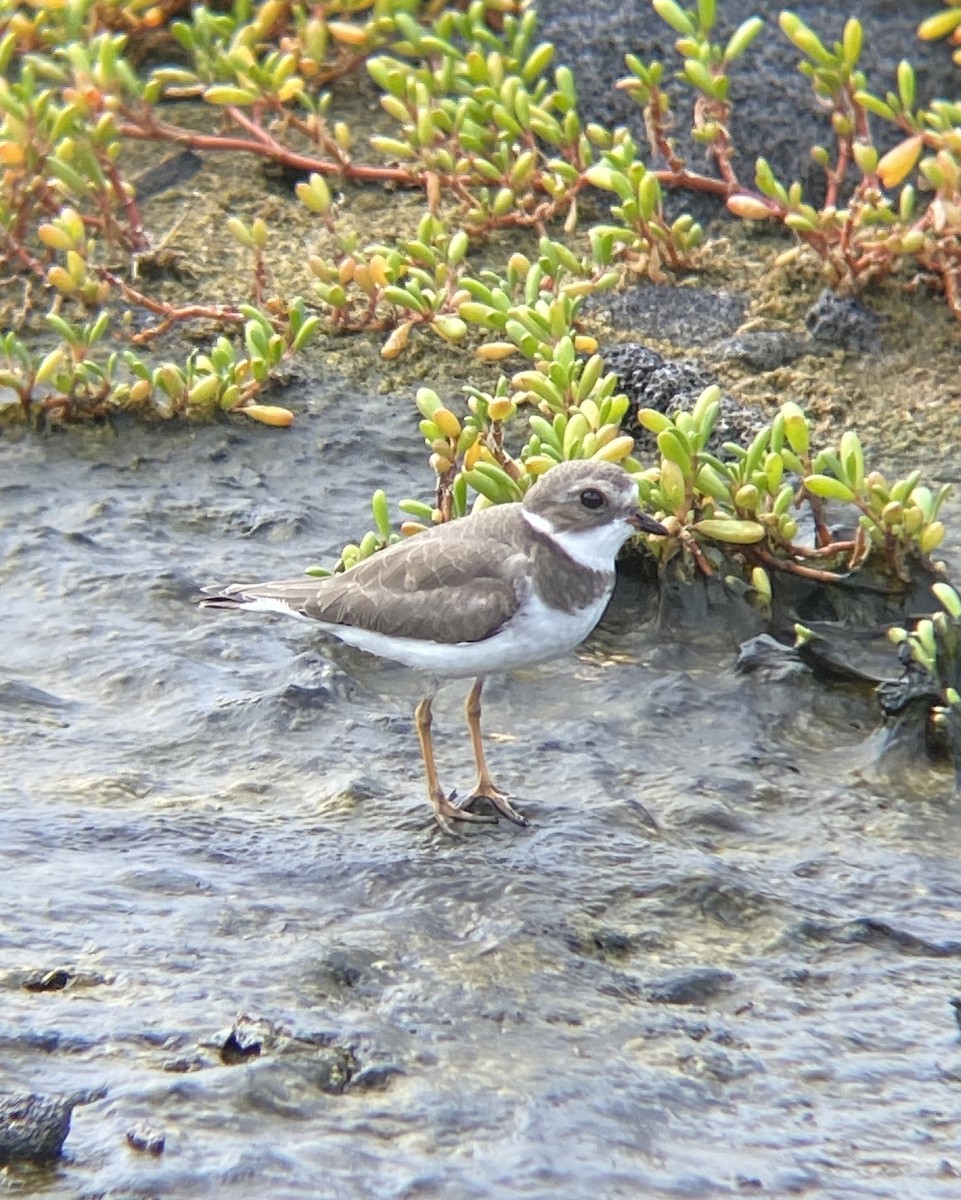 Semipalmated Plover - ML286178401