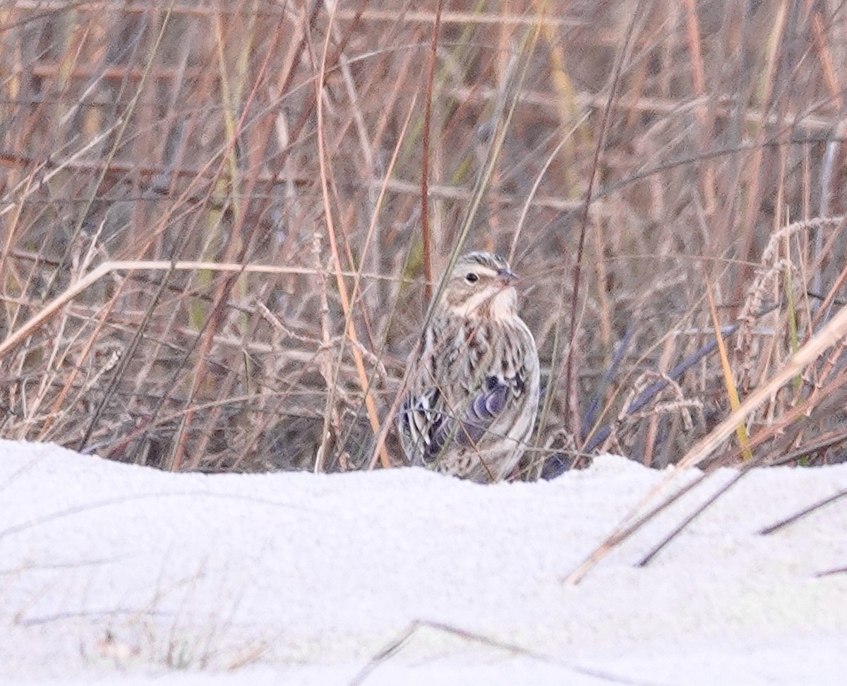 Savannah Sparrow - ML286179961