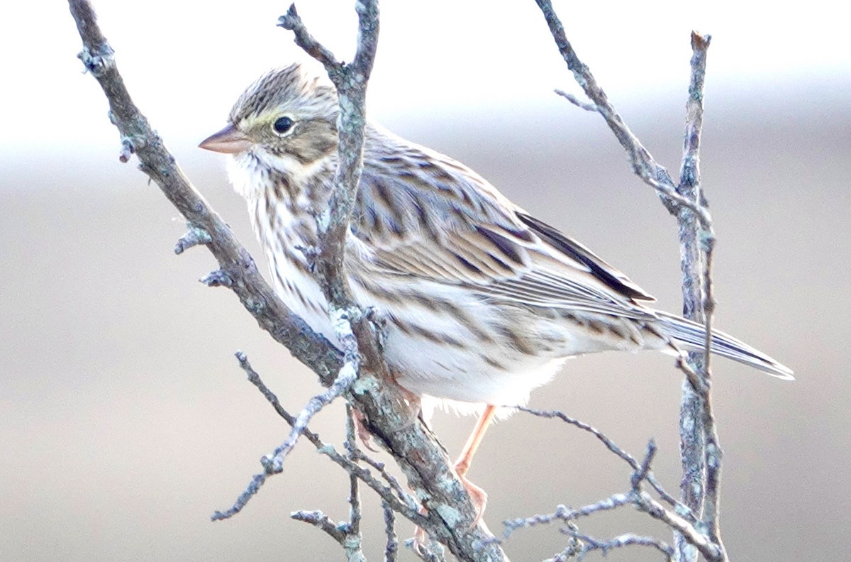 Savannah Sparrow - ML286180031