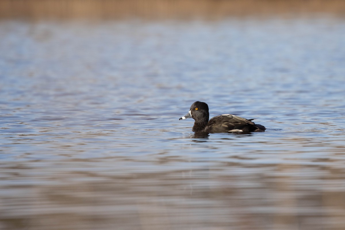 Ring-necked Duck - ML286180041