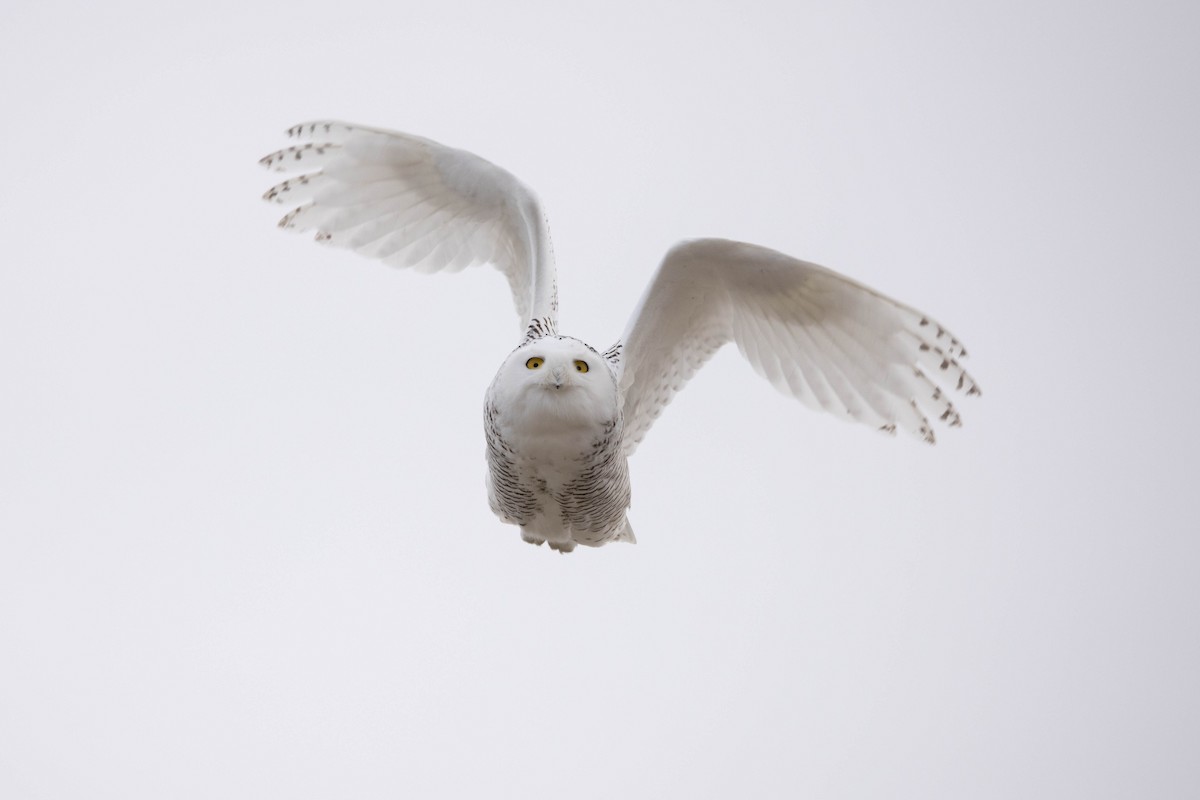 Snowy Owl - Morgan Rich