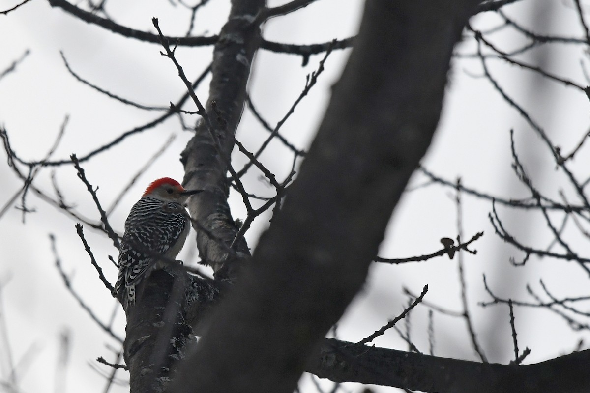 Red-bellied Woodpecker - ML286180501