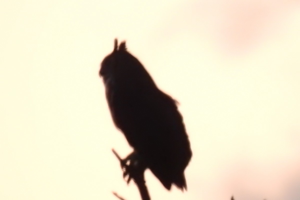 Great Horned Owl - Michael Eduardo Sasvin Carranza