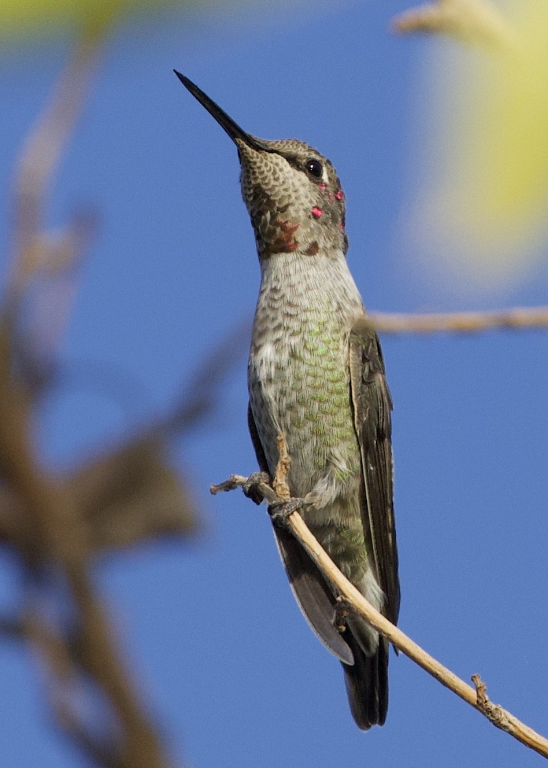 Anna's Hummingbird - ML286195591