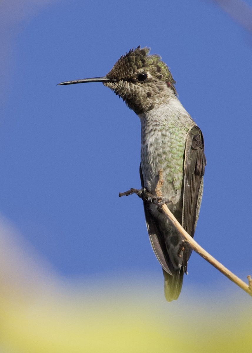 Anna's Hummingbird - ML286195601