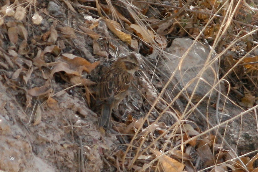 Rufous-collared Sparrow - ML286202911